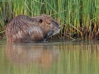 Nutria # 1 Nutria # 1