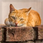 Miao Miao
