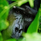 Tra le foglie Tra le foglie