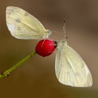 Incontro al vertice Incontro al vertice