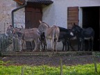 Gruppo di asinelli Gruppo di asinelli