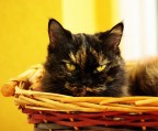 Occhi Di Gatto Occhi Di Gatto