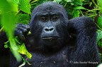 Bwindi Impetrable Forest Nathional Park-Uganda

Dopo 2 ore di cammino finalmente ecco il primo esemplare!
Seduto due metri davanti a me...