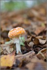 Amanita Muscaria Amanita Muscaria