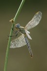Libellula Libellula
