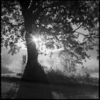 quercia al mattino quercia al mattino