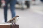Passero osserva passanti Passero osserva passanti