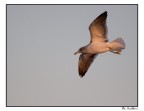 in volo in volo