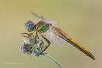 Sympetrum fonscolombii
C&c sono graditi
Canon 1Ds Mk III - Canon 180 - iso 100 - f/14 - 1/4s - -0.33Ev - tripoide - scatto remoto - alzo specchio
[url=http://img194.imageshack.us/img194/2903/zu16.jpg]Clicca qui per la versione ad alta risoluzione![/url] 5600px