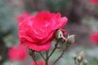 Primi scatti macro