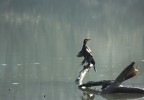 Prima uscita di caccia fotografica con appostamento in capanno. Che uccello e' ? Non e' un granche', ma era oltremodo distante.