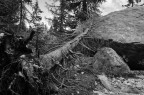 Tronco Abbattuto 2