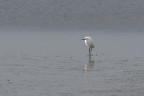 Oasi del WWF di orbetello.