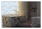 Al mulino di orbetello.  Quasi al tramonto, scattata dal molo.  Alle volte non occorre trascorrere ore nel capanno :)