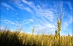 grano ad orciano grano ad orciano