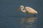 L'ardeide per eccellenza :)

Nikon d7000, sigma 150-500, mano libera, F/8, 1/3200, iso 400, 500 mm, -7 EV