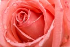 Cuore di una rosa