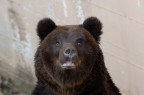 orso orso