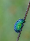 -Chrysolina herbacea... -Chrysolina herbacea...