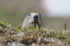 Marmotta Marmotta