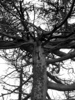 albero albero