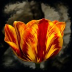 giocando con la pp in un giorno di pioggia giocando con la pp in un giorno di pioggia