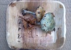 Autunno Acido