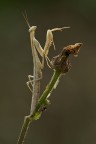 Scatto eseguito con l'ausilio del flash, per compensare la lieve sottoesposizione dovuta dal controluce, scelta operata per esaltare i contorni dei soggetti...commenti e pareri attesi con curiosit.

http://imageshack.com/a/img198/180/bij0.jpg

Rammento agli amici che la mia presenza sul forum  limitata per motivi di lavoro...mi scuso per risposte tardive.