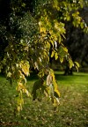 Novembre*
