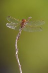 Libellula Libellula
