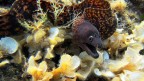 Muraena helena 02 Muraena helena 02