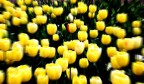 Tulipani Tulipani