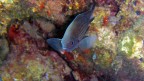 Chromis chromis Chromis chromis