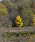 T 1/160 F 11 iso 400 focale 92mm.
Non sono riuscito a rendere a pieno lo splendore di questo albero con le foglie gialle in mezzo agli altri gi grigi per l'autunno avanzato ma meglio di cos non ho saputo fare