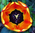 Fondo Nero Fondo Nero