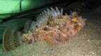 Scorpaena porcus Scorpaena porcus