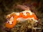 Nudibranco di circa 1,5 cm e sopra un gamberetto imperiale di 3 mm..... vivono in simbiosi.
Indonesia - Sulawesi - Lembeh