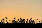 A volte ti trovi in un posto con un tramonto memorabile ma dietro hai solo il 300 mm e ti devi ingegnare su come portare a casa cmq qualcosa.