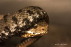 serpente serpente