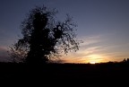 Albero Umano