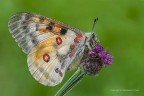 Farfalla apollo (Parnassius (Parnassius) Farfalla apollo (Parnassius (Parnassius)