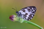 Melanargia-galathea-(Linnaeus-1758) Melanargia-galathea-(Linnaeus-1758)