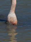 Camargue # 25 Camargue # 25