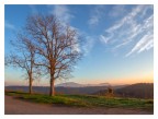 Due alberi Due alberi