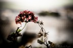 Primavera Primavera