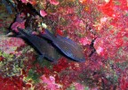 Apnea
Canon PowerShot D20
f/3.9
1/60sec.
ISO-320
Luce flash

Grazie per i vostri graditi commenti...