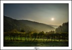 Il sole delle prime ore della mattina sui vigneti