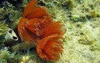 Apnea
Canon PowerShot D20
f/3.9
1/250sec.
ISO-160
Luce ambiente

Grazie per i vostri graditi commenti...