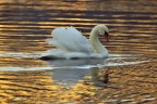 cigno