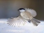 In volo In volo